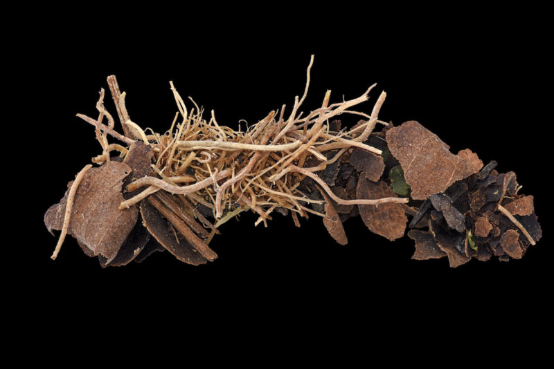 Kenji Kohiyama_Caddisfly Nest