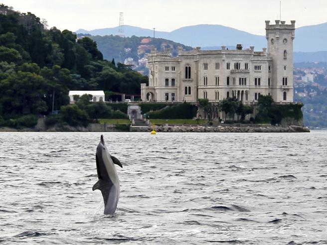 A dolphin in front of Castello di Miramare in Trieste, North Italy