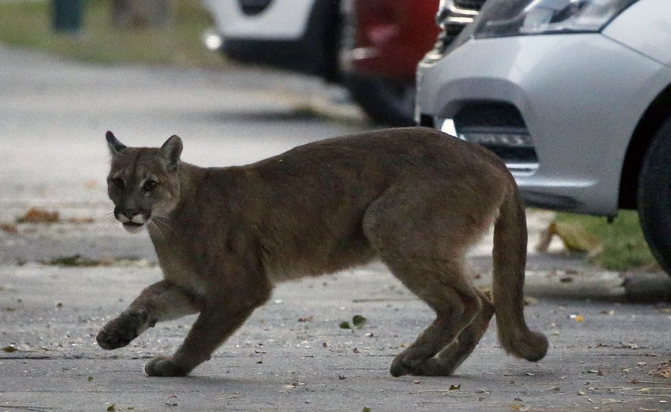A spotted puma in the streets of Santiago, Chile