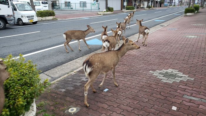 Deers walking down the street in Nara, Japan_Photo okadennis