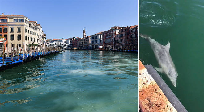 Dolphins appear in Venice canals_Photo Getty Twitter