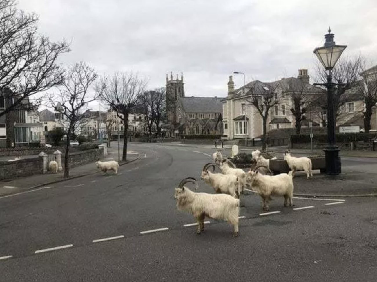 Mountain goats causing havoc on the street of Llandudno, Wales_Photo Andrew Stuart