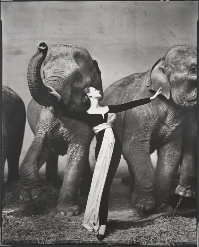 Richard Avedon, Dovima with elephants, evening dress by Dior, Cirque d'Hiver, Paris, August 1955. The Richard Avedon Foundation ©